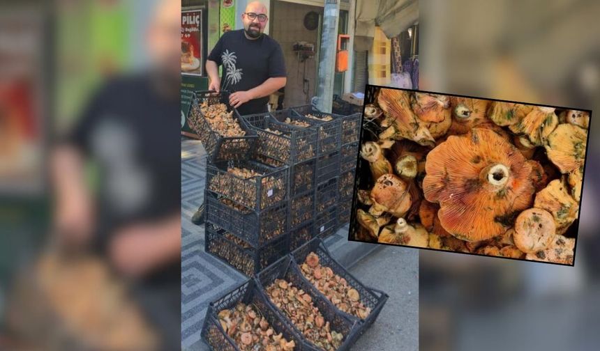 Taşköprü’nün Vazgeçilmez Lezzeti Kanlıca Mantarı Görücüye Çıktı