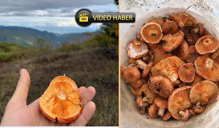 Kastamonu’da kanlıca mantarı kendini gösterdi