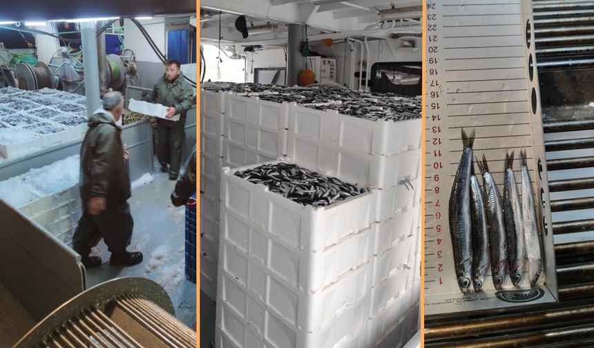 Kastamonu'ya kasa kasa hamsi geliyor