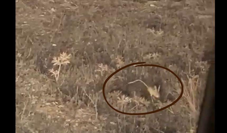 Kastamonu Kırsalında Ender Tür: Kameraya Takıldı