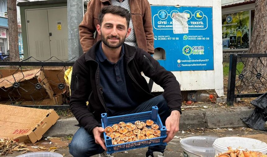 Taşköprü'de Kanlıca Mantarı Bereketi Yaşanıyor