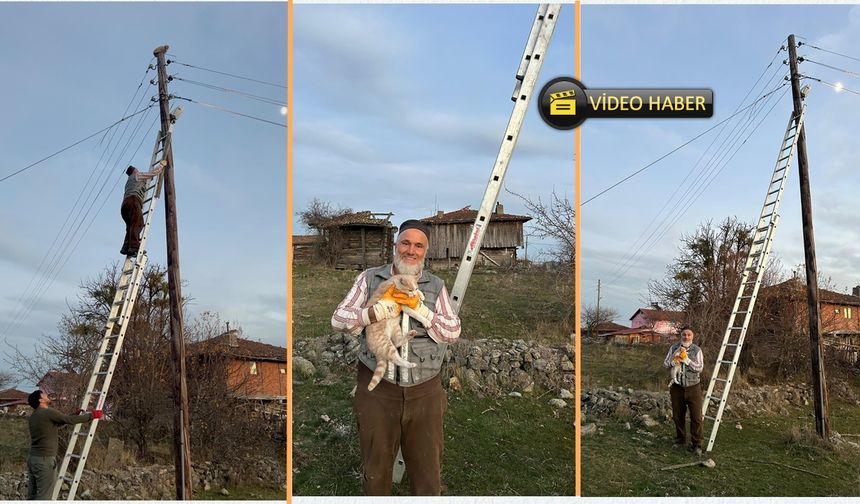 Taşköprü'de Elektrik Direğinde Mahsur Kalan Kediyi Muhtar Kurtardı