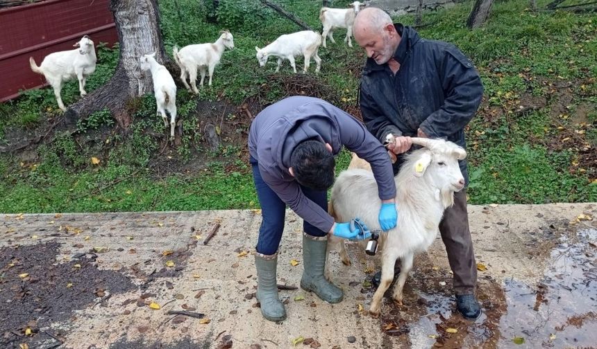 Kastamonu’da Hayvancılığa Destek: Küpeleme ve Aşılama Hızlandı