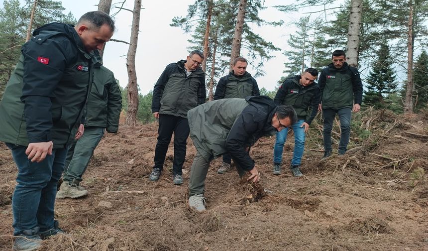 Kastamonu’da Orman Yönetimi Çalışmaları Yerinde Denetlendi
