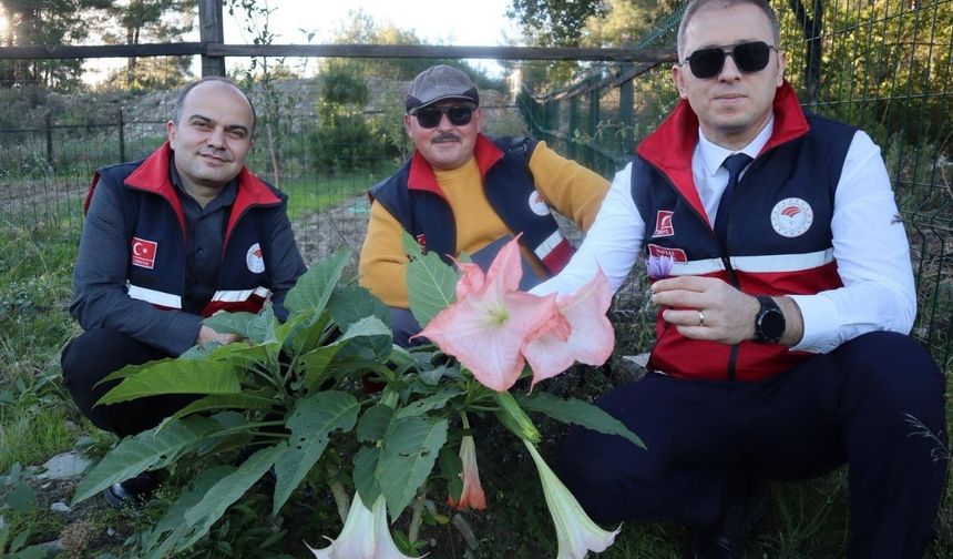 Kastamonu’da Aromatik Bitki Atağı: Sahlep ve Safran Üretimi Genişliyor