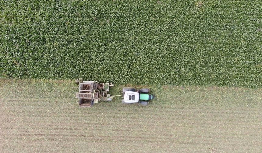 Kastamonu’da Şeker Pancarı Bereketi: Dönüm Başına 5 Ton Ürün