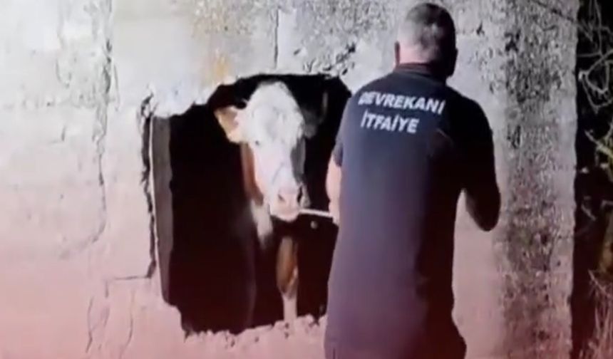 Kastamonu’da İnek Foseptik Çukuruna Düştü!