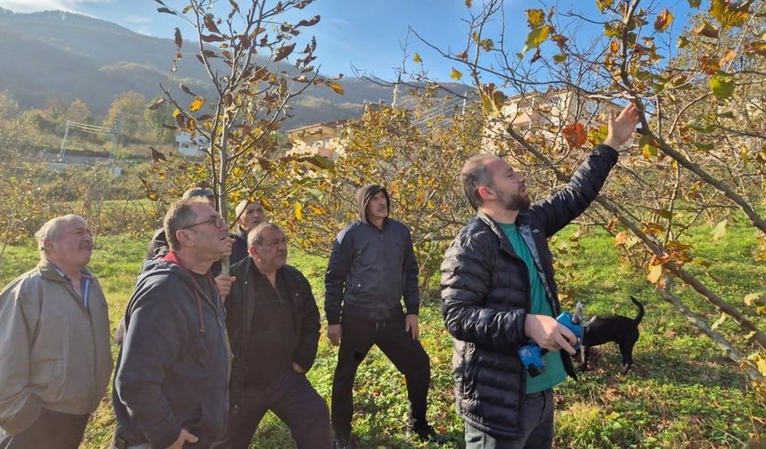 Kastamonu’da üreticilere budama eğitimi