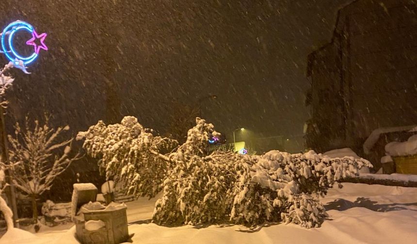 Pınarbaşı’nda Büyük Tehlike: Karla Kaplı Ağaç Devrildi