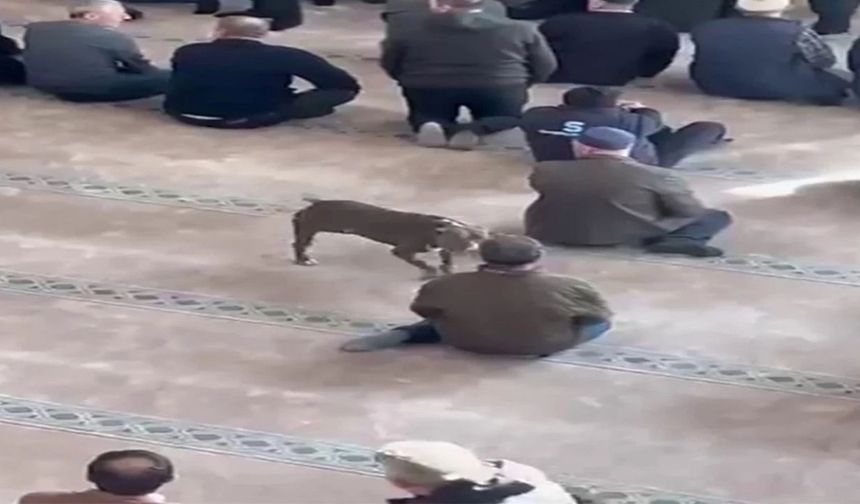 Pitbull camiye girdi, sahibine işlem uygulandı