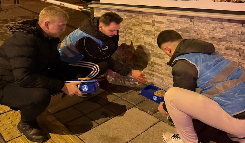 Bozkurt’ta Sokak Hayvanlarına Kış Desteği