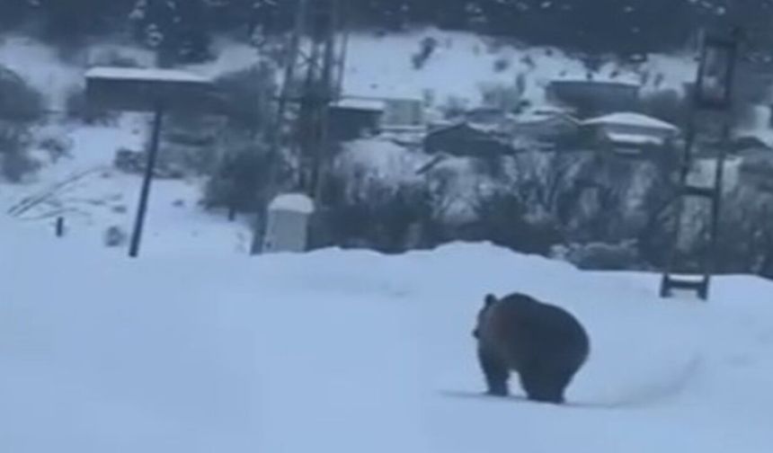 Kastamonu’da Kış Uykusuna Yatamayan Bozayı Yerleşim Yerine İndi