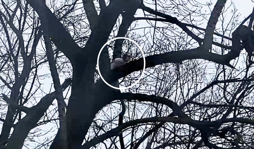 Ağaçta mahsur kaldı: 1 Haftadır Kurtarılmayı Bekliyor