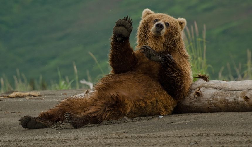 Kastamonu’da Ayılar Uyumamakta Israrlı!