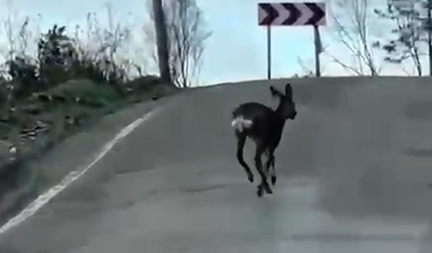 Kastamonu Yolunda Karaca Sürprizi