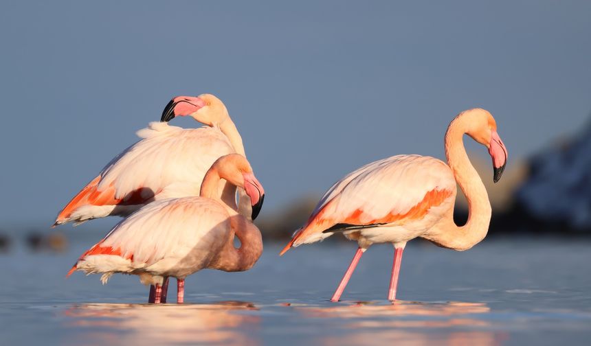 Kastamonu'da nadir görüntü: Ezine Çayı'na gelen flamingolar ilgi odağı oldu