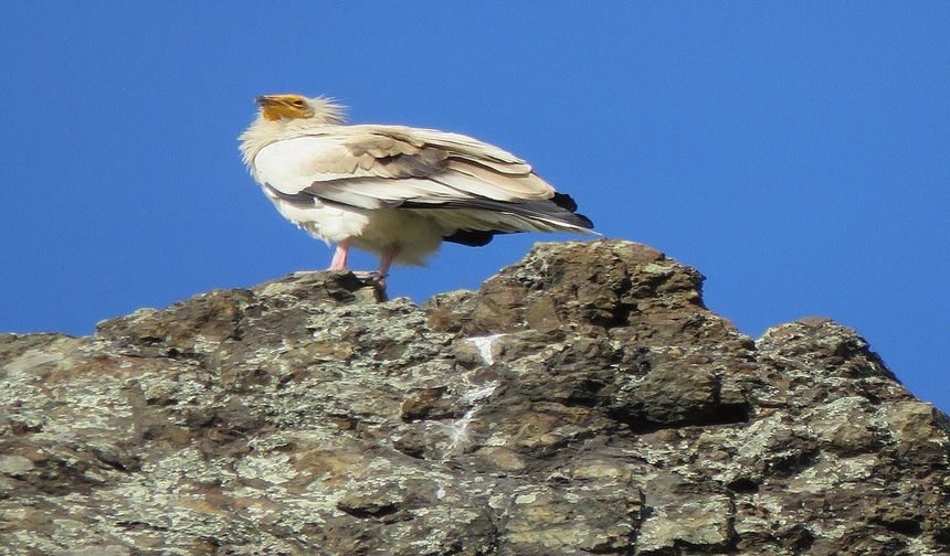 Taşköprü’de Mısır Akbabası görüntülendi