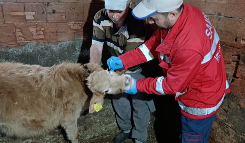 2026 İlkbahar Şap Aşılama Programı Başladı: Hayvan Sağlığı Öncelikli