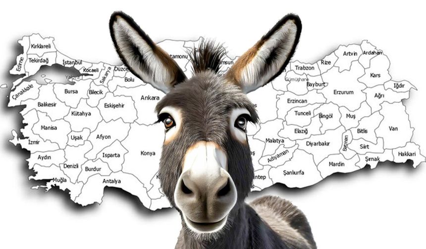 Kastamonu'da Kaç  Eşek Var? 33 Yıl Sonra İlk Artış