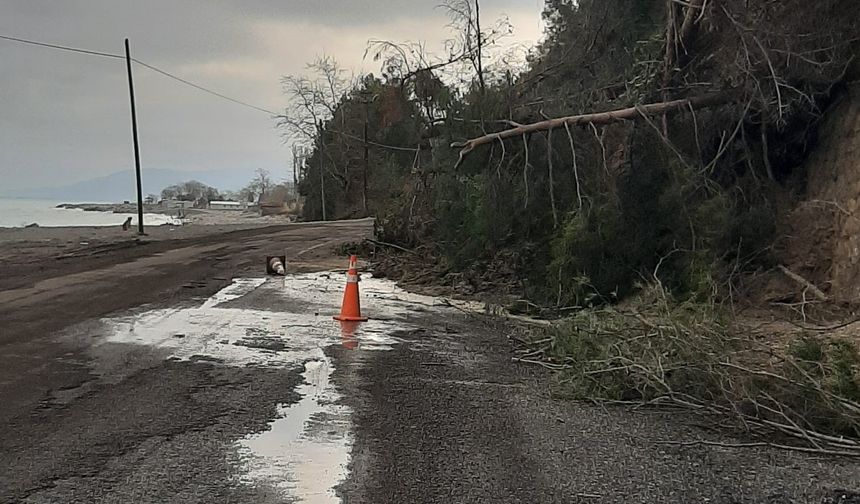 Kastamonu sahilinde yağış sonrası heyelan: Ağaçlar yola kadar geldi!