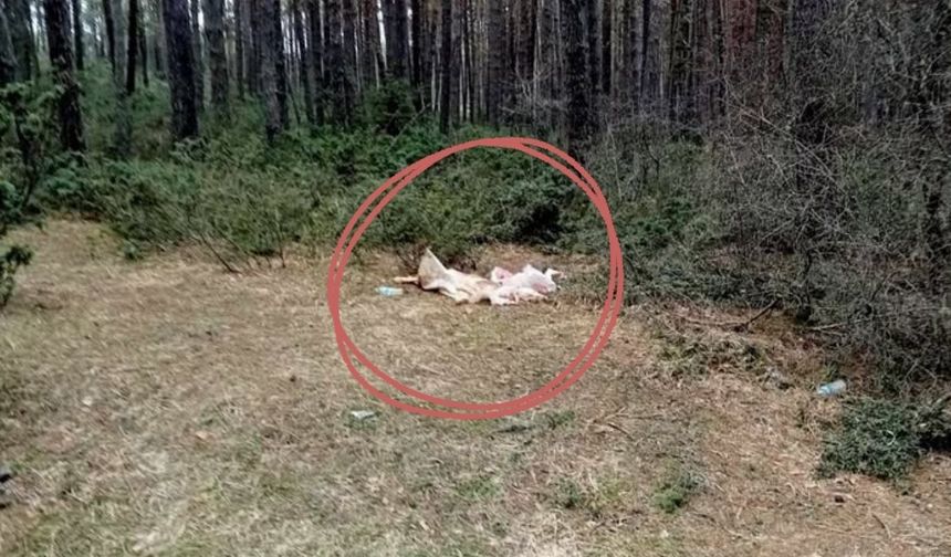 Kastamonu’nun ilçesinde skandal görüntü: Mesire alanına hayvan ölüleri bırakıldı