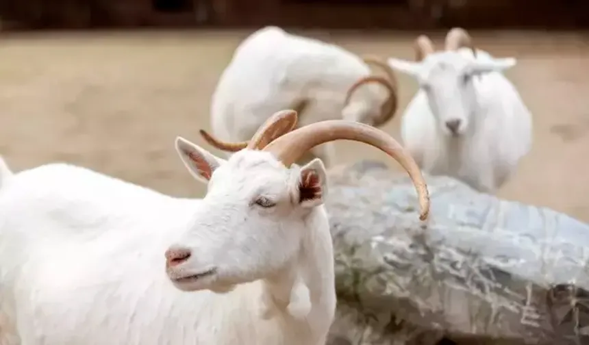 Devlet destekli 100 koyun projesi 2026 şartları açıklandı