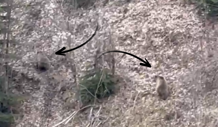 Kastamonu'da ayılar kış uykusundan uyandı