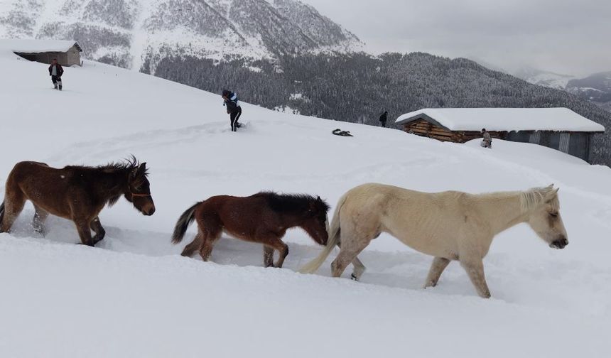 Kar altında aylarca mahsur kalan atları köyün gençleri kurtardı