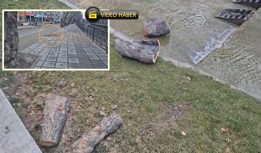 Kastamonu'da koca çınar devrildi! Karaçomak Deresi kenarındaki çınar ağacı kesildi