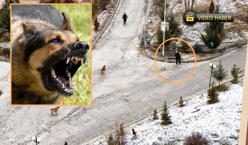 Kastamonu'da can tehlikesi! Sokak köpekleri saldırdı: Kadını vatandaşlar kurtardı