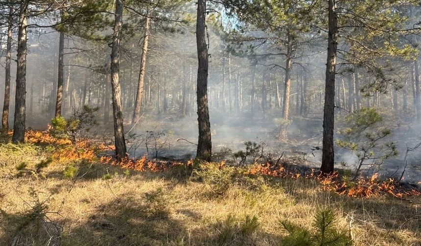 Kastamonu’da orman yangını!