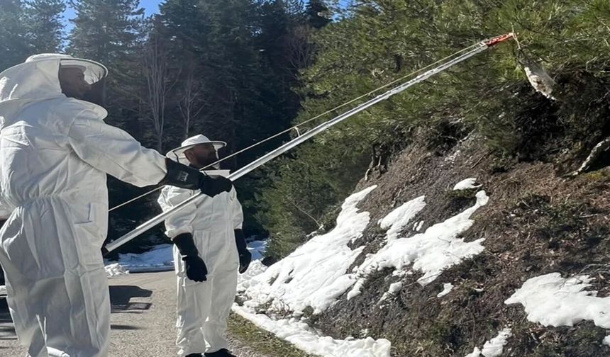 Kastamonu ormanlarında özel kamuflajlı av başladı!