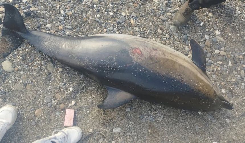 Kastamonu sahilinde ölü Yunus bulundu