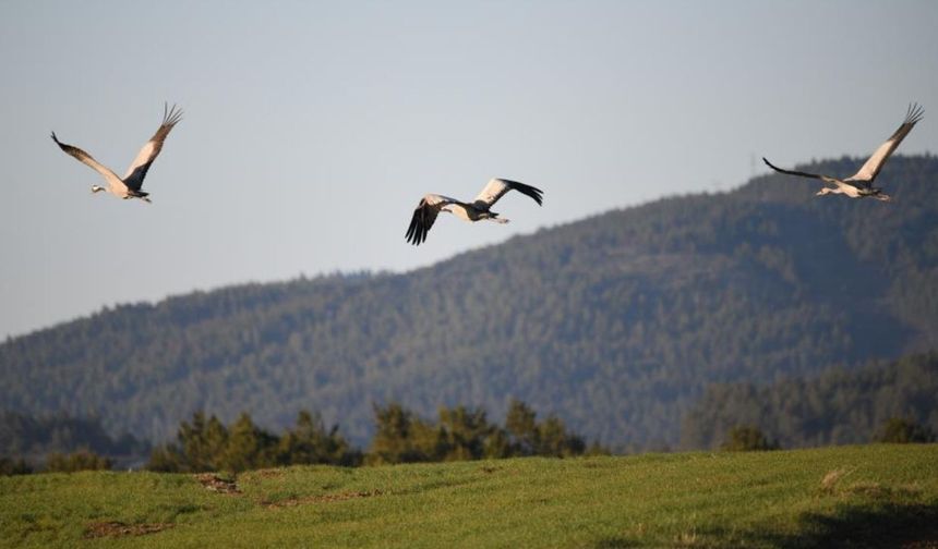 Kastamonu’da doğa büyüledi: Göç yolundaki turna ailesi görüntülendi