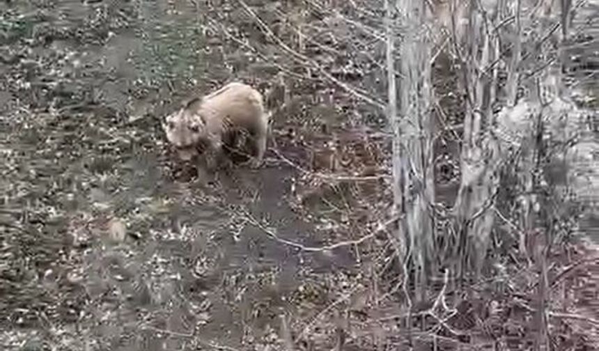 Kastamonu'da kış uykusundan uyanan ayı yol kenarında görüntülendi