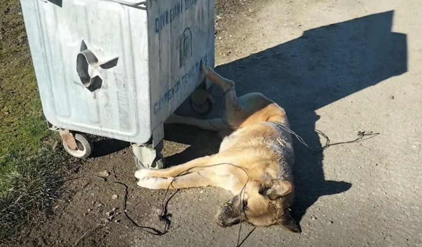 Kastamonu’da tepki çeken görüntü: Ayakları bağlı halde bulundu!