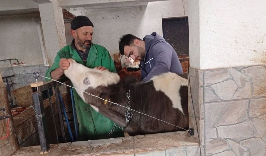 Kastamonu’nun ilçesinde şap aşısı çalışmaları köy köy sürüyor