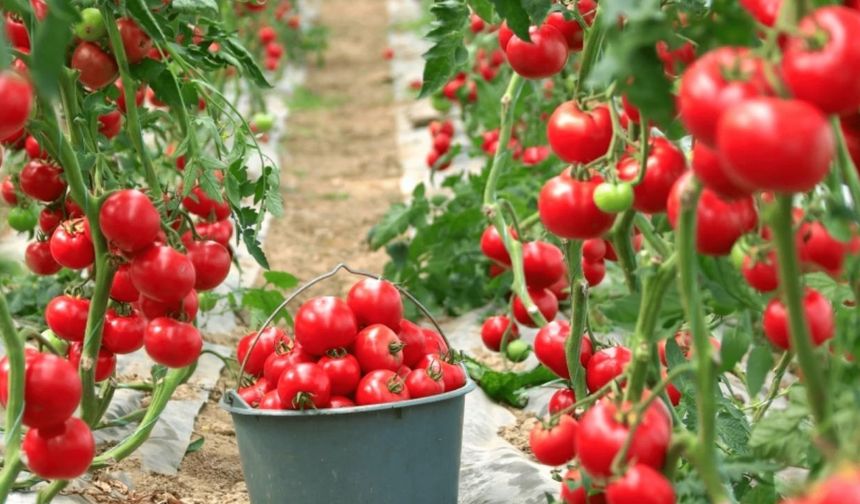 Kastamonu’nun ilçesinde üreticiye fide desteği