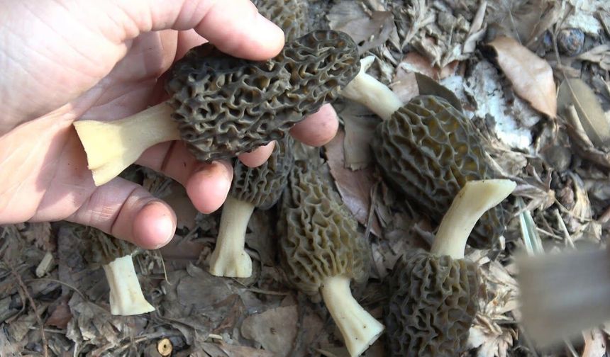 Hem lezzetli, hem pahalı: Kuzu Kulağı Mantarı kendi gösterdi