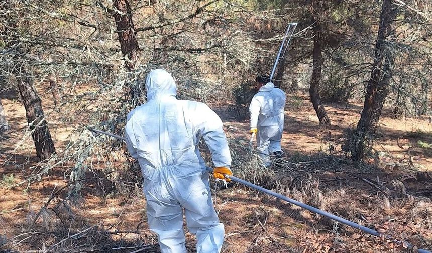 Taşköprü ormanlarına da girdiler!