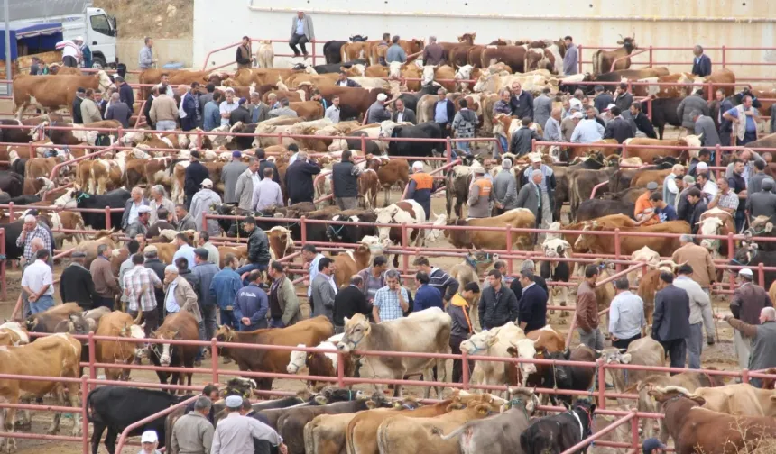 Kastamonu hayvan pazarlarında yoğunluk başladı