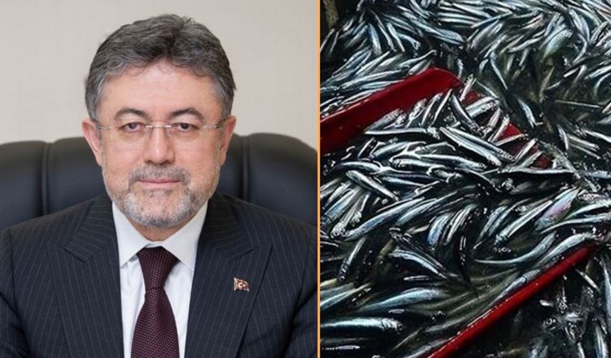 Kastamonulu Bakan, hamsi sezonunu değerlendirdi: Tam 245 bin tonluk rekor