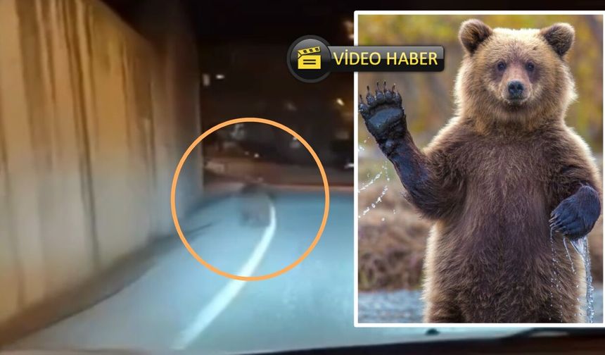 Kastamonu’da ayı sokaklarda gezintiye çıktı!