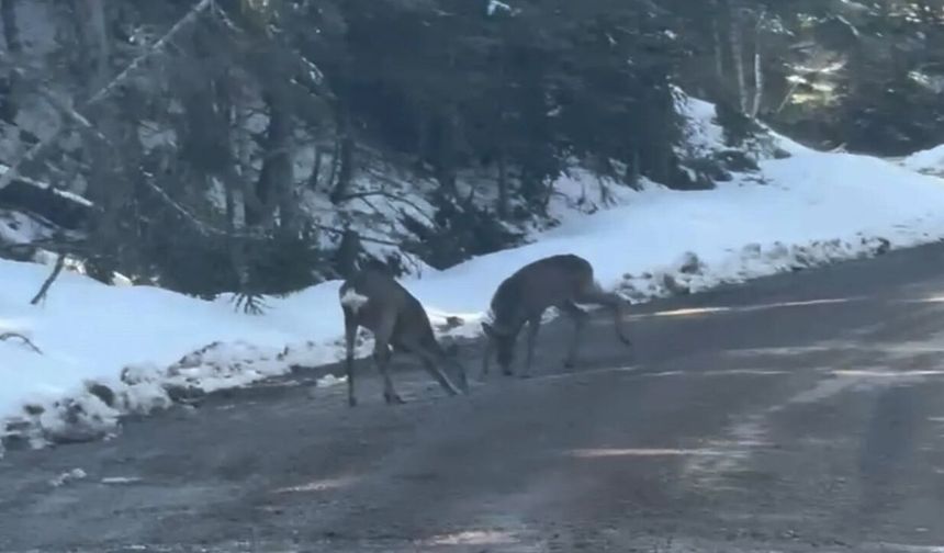 Kastamonu’da doğal hayat: Geyikler su içerken görüntülendi