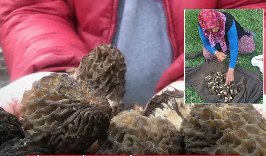 Servet kazandırıyor: Kilosu bin 500 lira!