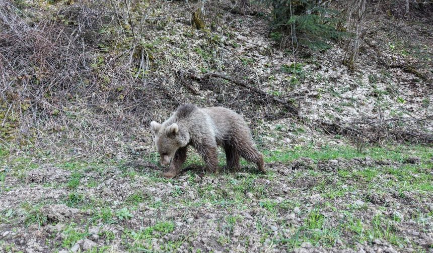 Kastamonu'da ormanda beslenen ayılar görüntülendi