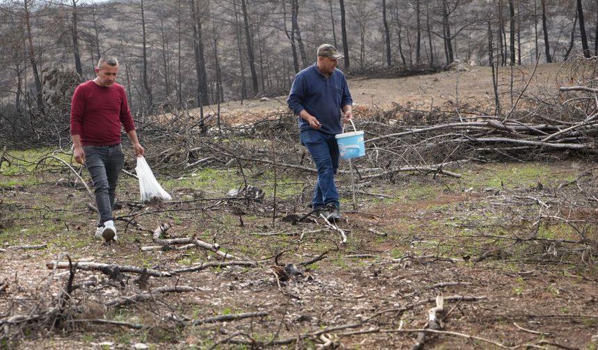 Kastamonu'da yanan ormanlarda mantar bolluğu: Gelir kapısı oldu!