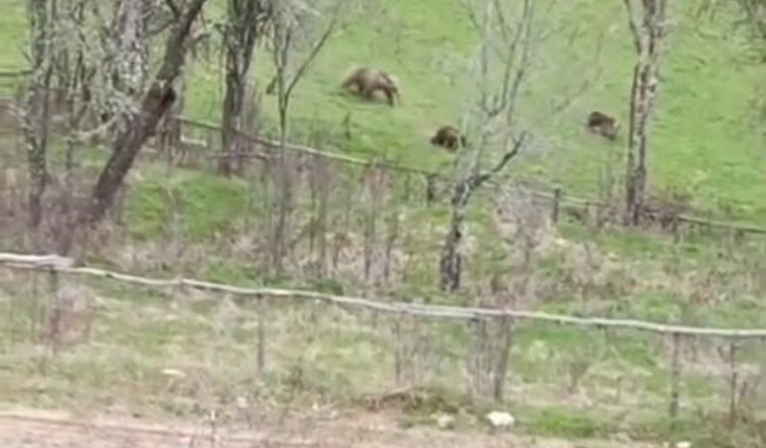 Kastamonu'nun ilçesinde 3 bozayı görüntülendi