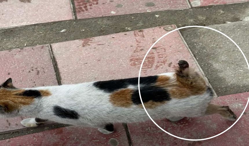 Taşköprü’de ‘Artık bu caniliğe son verilsin’ çağrısı!