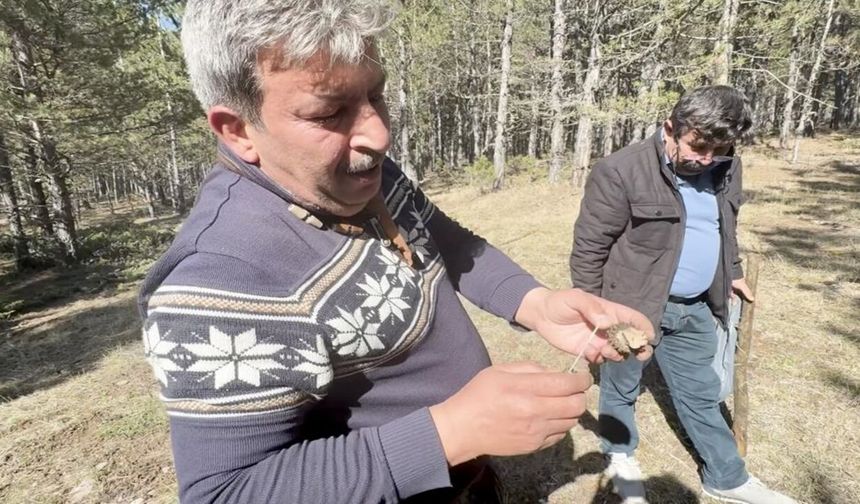Kastamonu ormanlarında bereket: Kilosu 1.000 Lira!